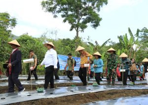 Bupati dan Wabup Tanam Cabe di 9 Kecamatan Secara serentak