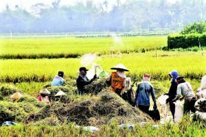 Maret 2024, BPS Sumut Survei Harga Habah Petani