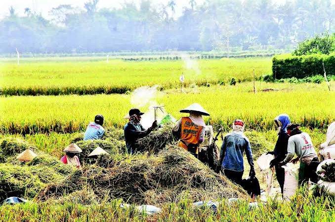 Maret 2024, BPS Sumut Survei Harga Habah Petani