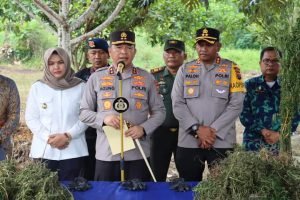 Teknologi Bantu Polda Sumut Temukan Ladang Ganja Seluas 5 Hektar