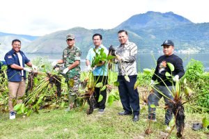 Pemkab Samosir Kerahkan Truk Sampah Bersihkan Eceng Gondok di Danau Toba
