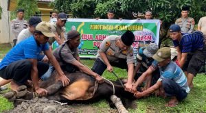Polres Langkat Berqurban, Kapolres Turun langsung Sembelih Sapi