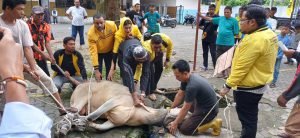 PK Golkar Medan Polonia Sembelih Sapi 400 Kg untuk Qurban