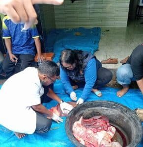 Pemkab Samosir Bersinergi PDHI Sumut Periksa Hewan Kurban