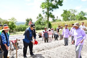 Bupati Samosir Lakukan Penanaman Bawang Merah Bersama Poktan Marsada