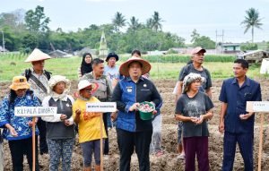 Bupati Samosir Tanam Bawang Merah Bantuan APBD di Desa Unjur