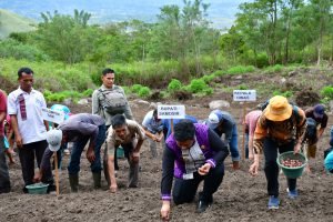 Bupati Samosir Tanam Bawang Bersama Poktan Desa Hariara Pohan
