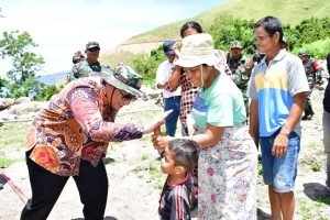 Bupati Samosir Panen Kentang Bersama Kelompok Tani Marlundu