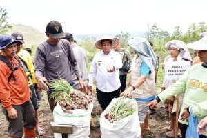 Bupati Samosir Panen Bawang Merah Dengan Kelompok Tani Bersama