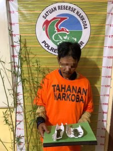 Polres Samosir Tangkap Pemilik dan Penanam Diduga Ganja di Desa Tanjung Bunga