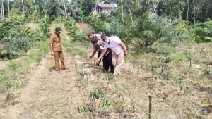 Bhabinkamtibmas Ketahanan Pangan Desa Alur Gadung Bersama Petugas Pertanian Laksanakan Penanaman Perdana Kacang Tanah