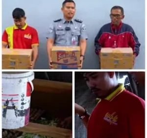 Warga Binaan Rutan Kelas I Tanjung Gusta Medan Panen Jangkrik Hasil Budidaya