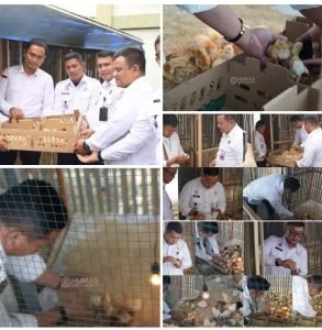Dukung Ketahanan Pangan Nasional, Lapas Narkotika Langkat Kembangkan Budidaya Ayam Petelur dan Pedaging