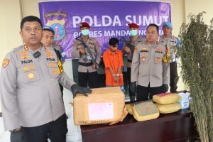 Polres Madina Temukan Ladang Ganja Seluas 1,8 Hektare, Pemilik Diburu