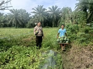Bhabinkamtibmas Polsek Pangkalan Brandan Bantu Warga Panen Semangka di Desa Lubuk Kasih