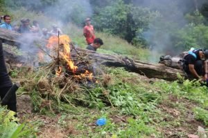 BNNK-Polres Madina Temukan 1,5 Hektare Ladang Ganja di Tor Sihite