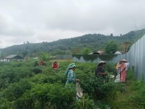 PLN UIP Sumbagut Dorong Peningkatan Kualitas Panen Kelompok Tani Sarungke