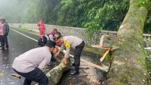 Polres Tanah Karo Tanggap Darurat, Jalur Berastagi-Medan Kembali Normal Pasca Pohon Tumbang