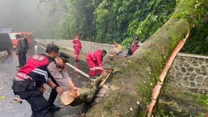 Polres Tanah Karo Tanggap Darurat, Jalur Berastagi-Medan Kembali Normal Pasca Pohon Tumbang