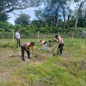 Usai Pengamanan Ibadah Gereja, Polsek Onanrunggu Lanjut Penyiangan Tanaman Jagung