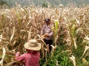 Polsek Palipi Bantu Warga Panen Jagung