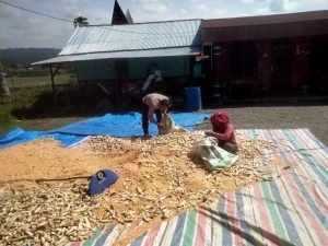Polsek Palipi Dampingi Panen Jagung Warga Desa Sigaol Simbolon