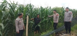 Polres Samosir Pantau Panen Jagung, Mendukung Program Ketahanan Pangan
