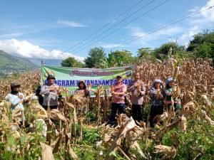 Polres Samosir Panen Perdana Jagung di Desa Binaan