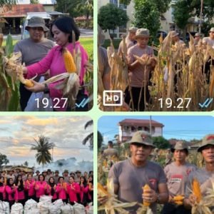 Bukti Nyata Komitmen terhadap Ketahanan Pangan Nasional, Brimob Sumut Panen 1,6 Ton Jagung di Tebing Tinggi