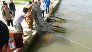 Pemkab Samosir Bersama Perum LKBN Antara Tebar 3.000 Ekor Benih Ikan Mas