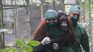 BNI Perkuat Komitmen ESG Lewat Konservasi Orangutan