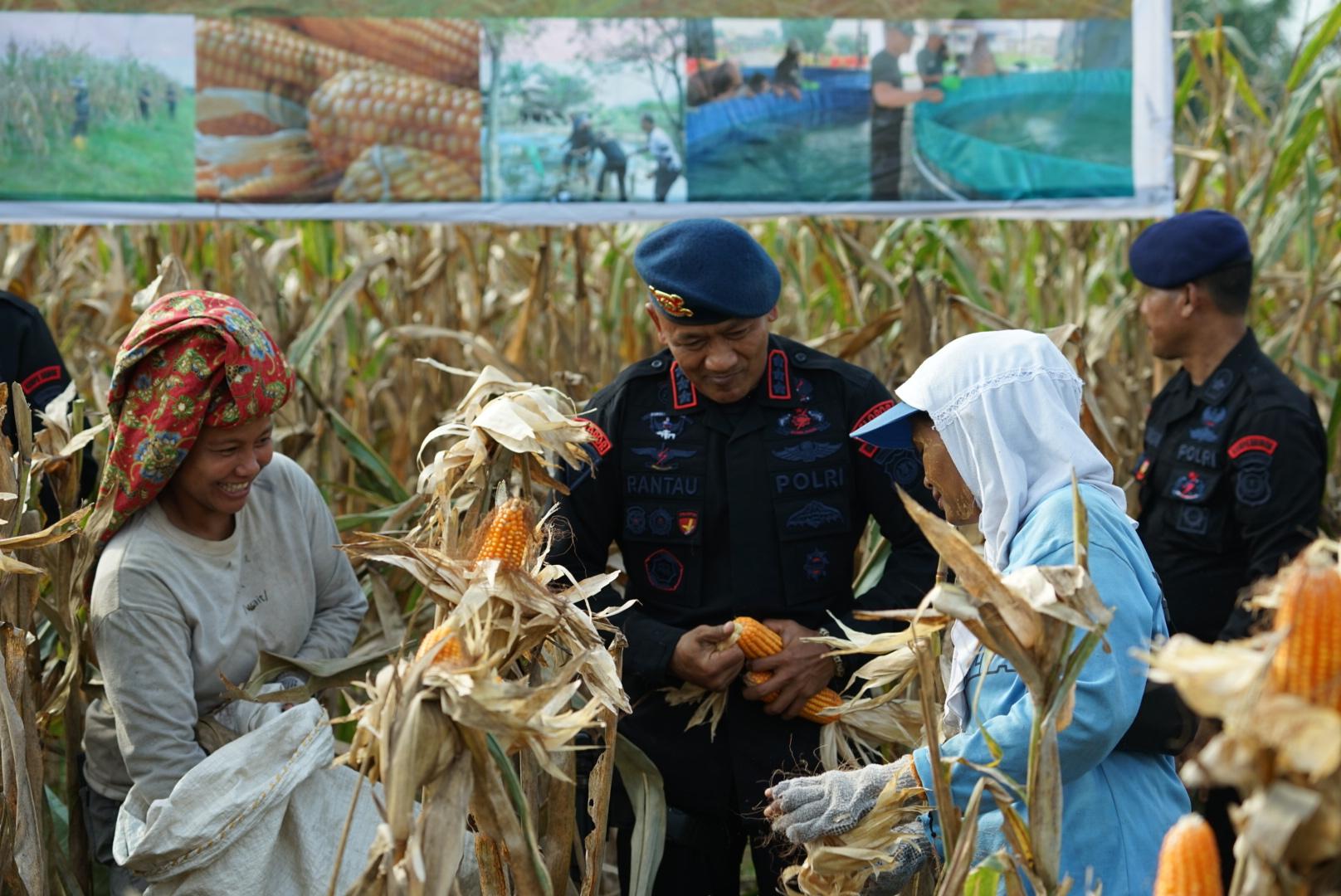 Brimob Polda Sumut Panen Raya Bersama Petani: Wujud Nyata Polri Dukung Ketahanan Pangan Nasional