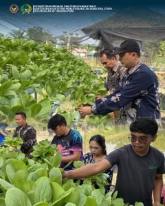 Kembali Hijaukan Lahan Ketapang, Rutan Tanjung Pura Kembali Panen Dan Siap Pasarkan Sayur Pokcoy 