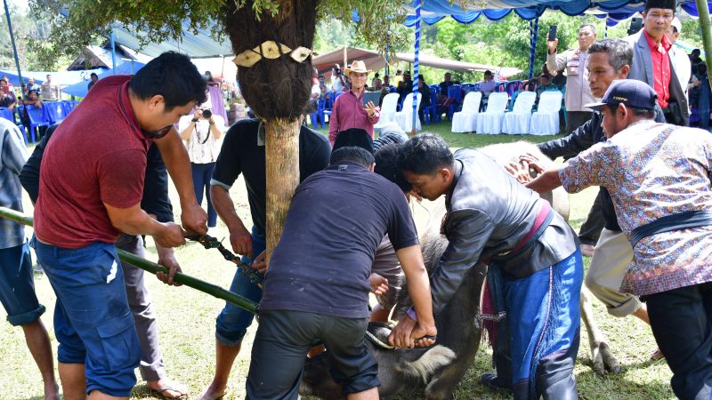 Hari Kedua, Mangase Taon, Ritual Sakral Mangalahat Horbo Tampilkan Budaya
