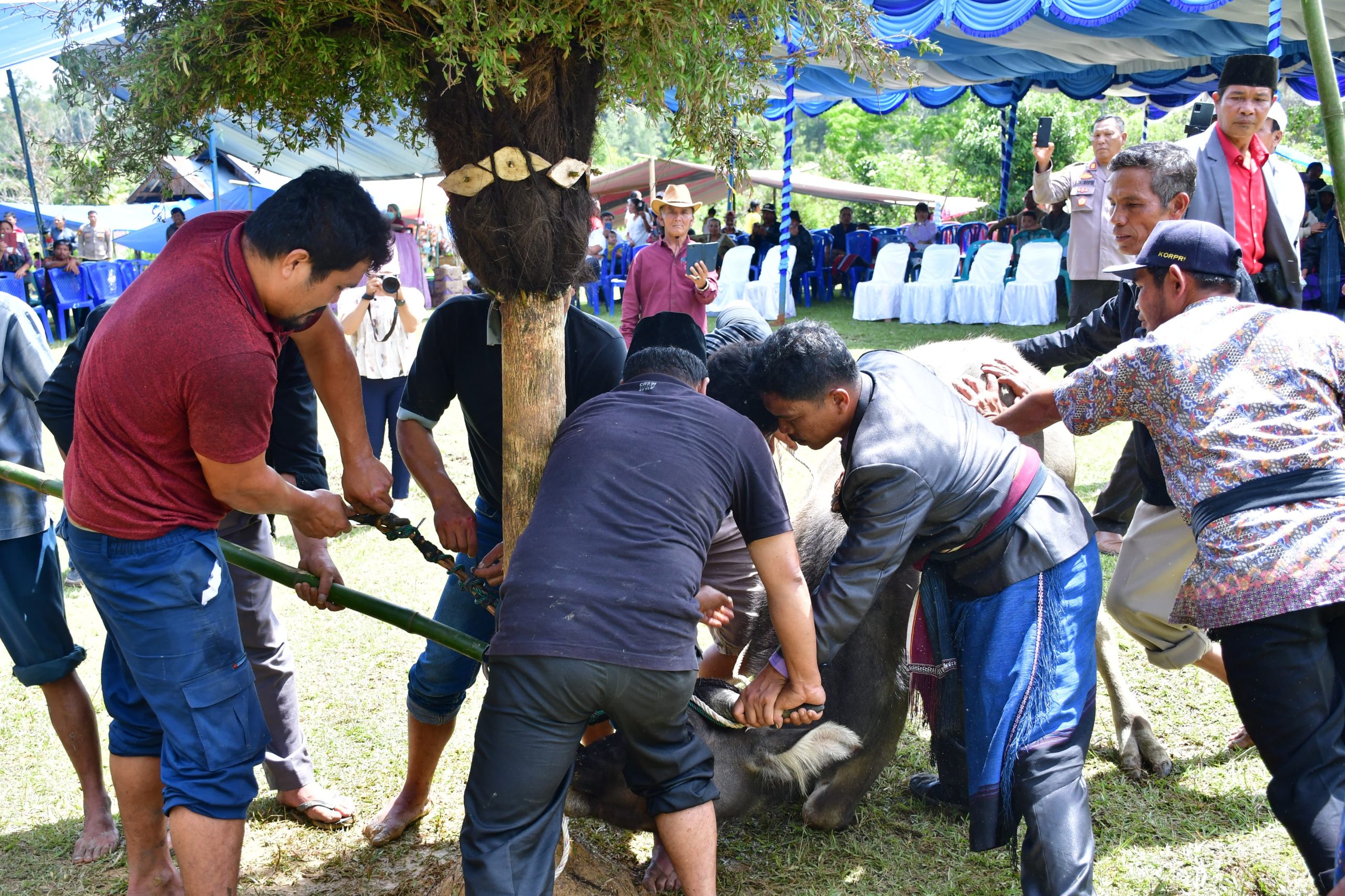 Hari Kedua, Mangase Taon, Ritual Sakral Mangalahat Horbo Tampilkan Budaya