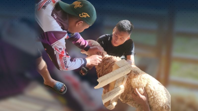 Rutan Tanjung Pura Lakukan Penyuntikan Vitamin dan Obat Cacing untuk Ternak Kambing
