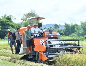 Bupati Samosir Panen Padi Bersama Masyarakat