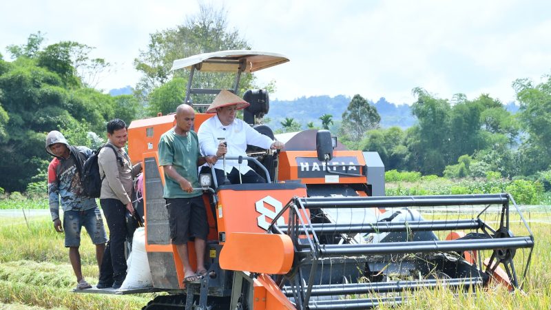 Bupati Samosir Panen Padi Bersama Masyarakat