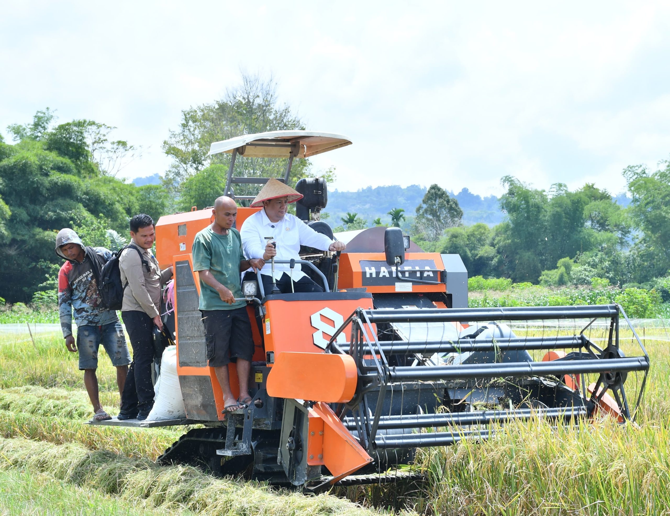 Bupati Samosir Panen Padi Bersama Masyarakat