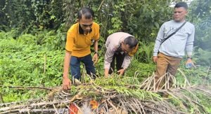 Temukan Tanaman Ganja, Polsek Tanjung Morawa Polresta Deli Serdang Amankan Pelaku