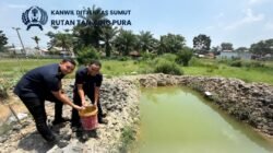 Komoditas Dilahan Ketapang Kian Beragam Rutan Tanjung Pura Tebar 100 Benih Ikan Nila di Kolam Baru