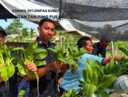 Hasil Kemandirian Warga Binaan, Rutan Tanjung Pura Panen Sayur Pokcoy dari Lahan Ketapang