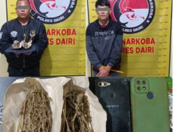 Kurir dan Pengedar Ganja di Bintang Mersada Berhasil Dibekuk Polres Dairi