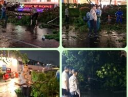 Akibat Hujan Deras dan Angin Kencang 5 Unit Mobil Ringsek Tertimpa Pohon Tumbang di Wilkum Polsek Medan Timur
