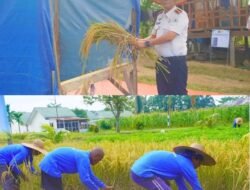 Hasil Pembinaan Kemandirian Warga Binaan, Kalapas Lapas Narkotika Langkat Gelar Panen Ketahanan Pangan