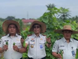 *Dukung Swasembada Pangan, Lapas Narkotika Langkat Panen Ratusan Kilogram Kacang Panjang dan Timun*