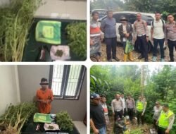 Terlibat Laka Lantas, Pria 69 Tahun Kedapatan Bawa Ganja, Polres Karo Kembangkan ke Ladangnya