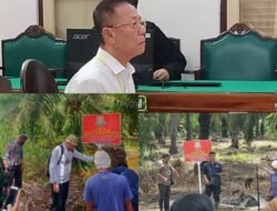 Akuang Diduga Kabur, Eksekusi 10 Tahun Penjara dan UP 856,8 M Batal? Sawit Sitaan Terus Dipanen