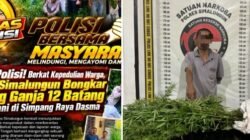 Polsek Panei Tongah Ungkap Ladang Ganja, 12 Batang Diamankan