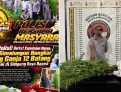 Polsek Panei Tongah Ungkap Ladang Ganja, 12 Batang Diamankan